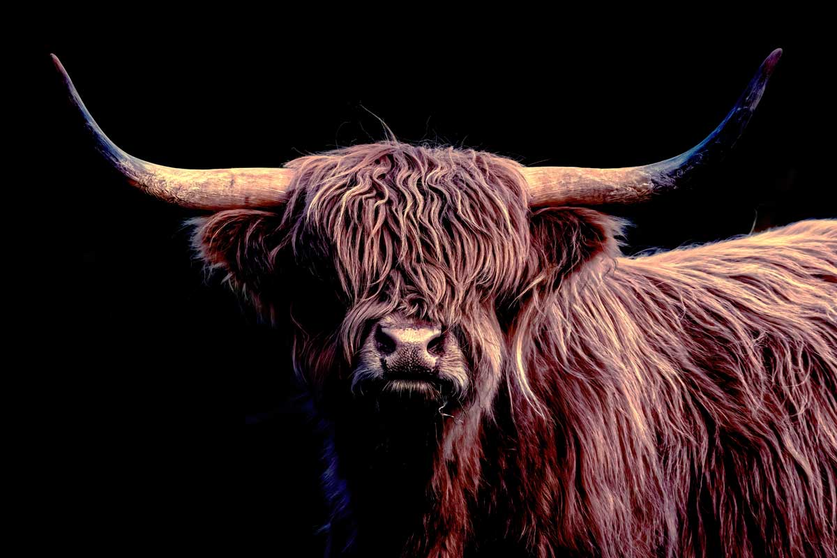 Ai Generiert Hochlandkuh Das Vieh - Kostenloses Bild auf