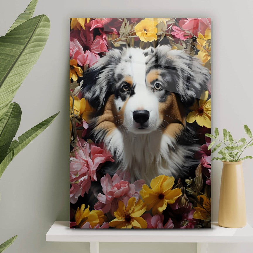 Acrylglasbild Australian Shepherd Welpe Hochformat