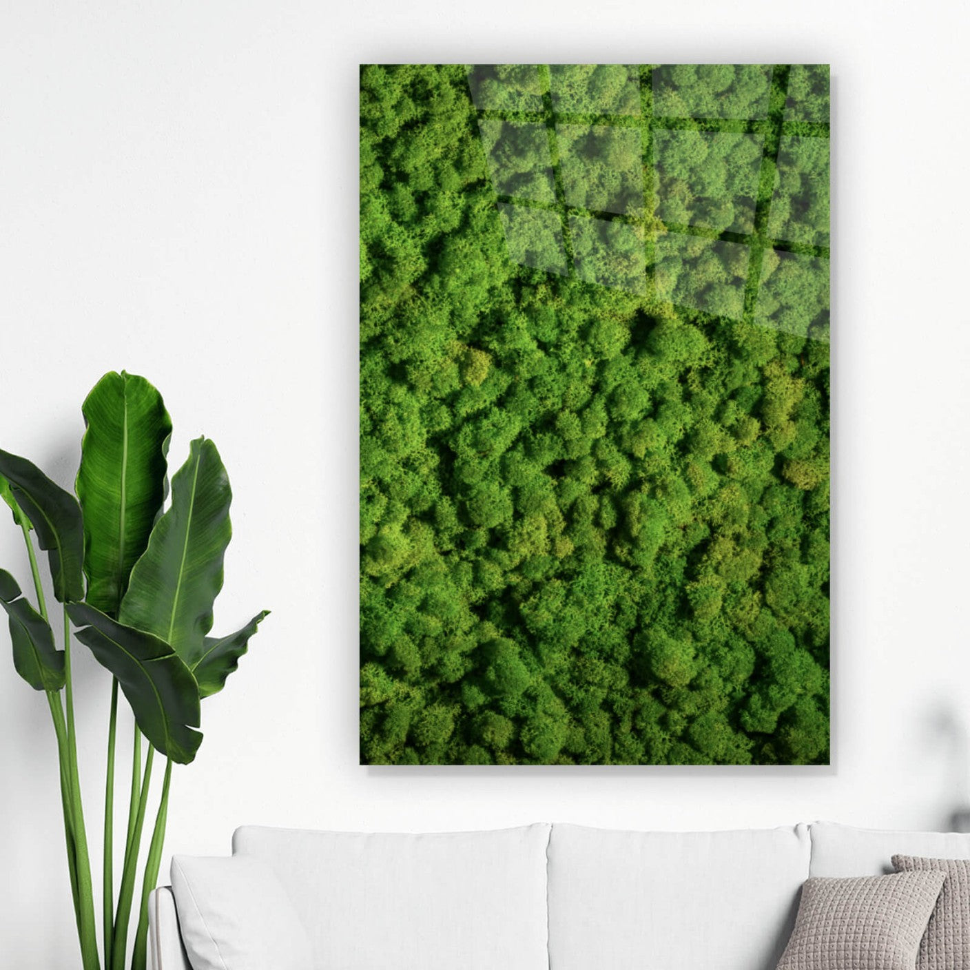 Acrylglasbild Kugelmoos in sattem Grün Hochformat