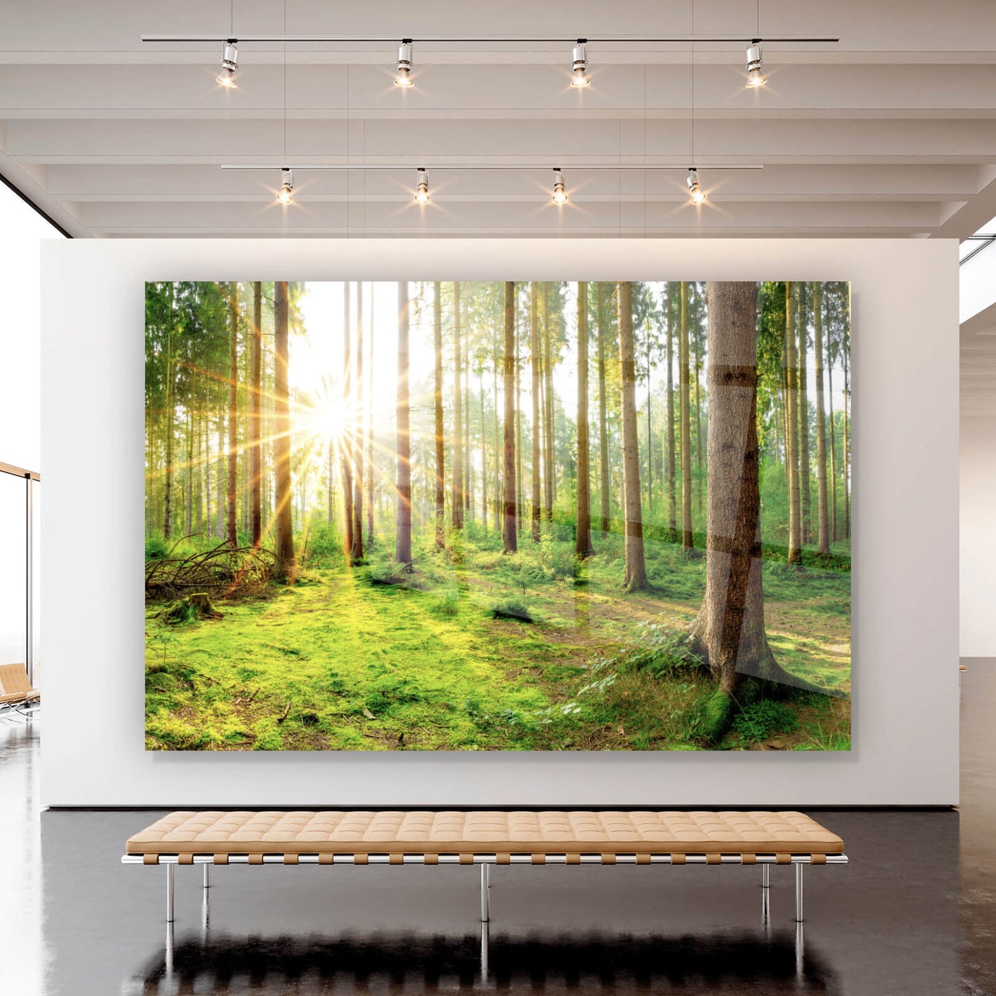 Acrylglasbild Wald am Morgen Querformat