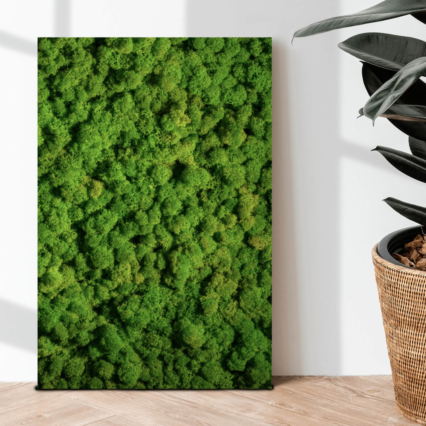 Leinwandbild Kugelmoos in sattem Grün Hochformat