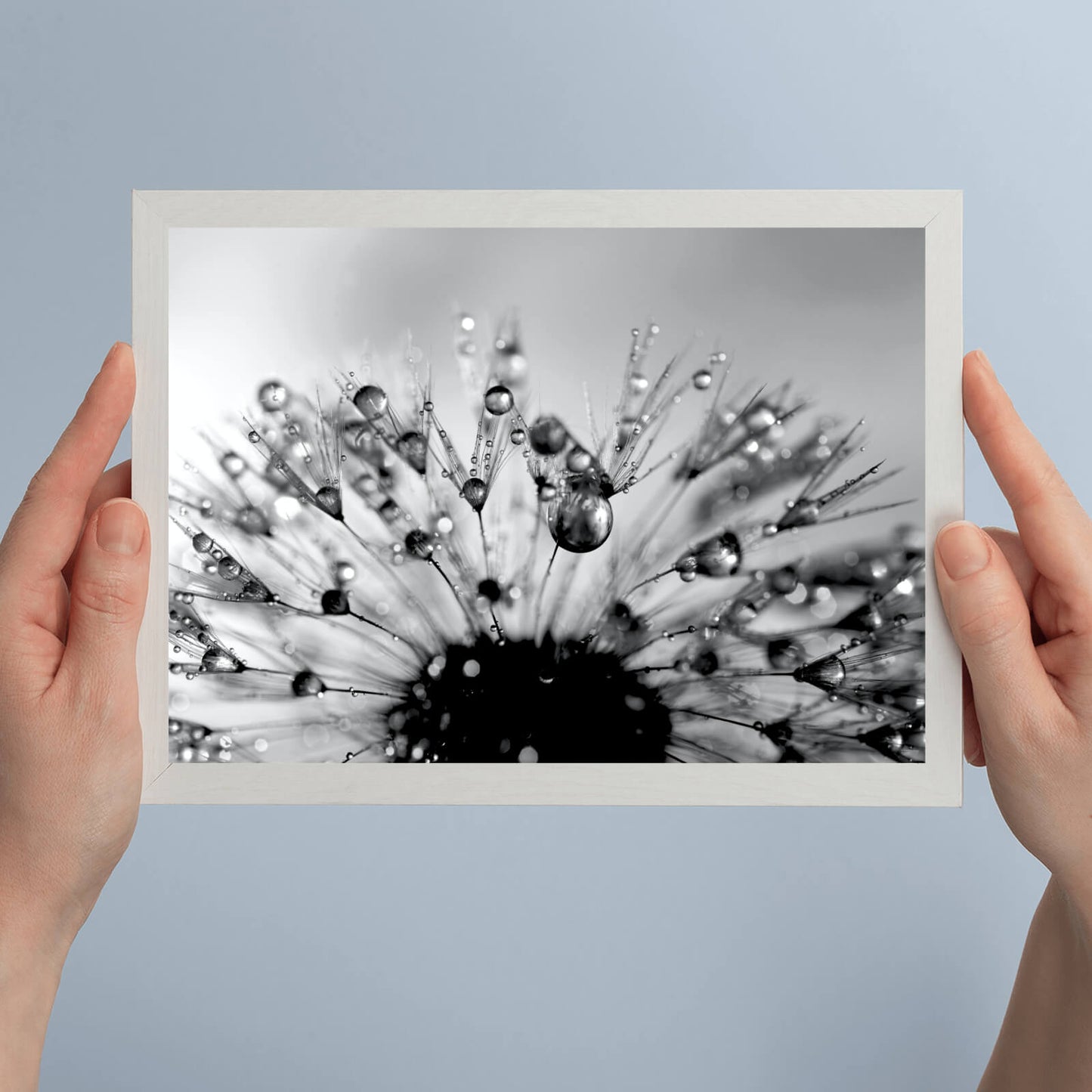 Poster Pusteblume mit Regentropfen Querformat