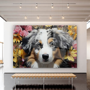Acrylglasbild Australian Shepherd Welpe Querformat