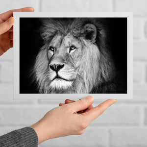 Poster Löwen Portrait schwarz weiß Querformat